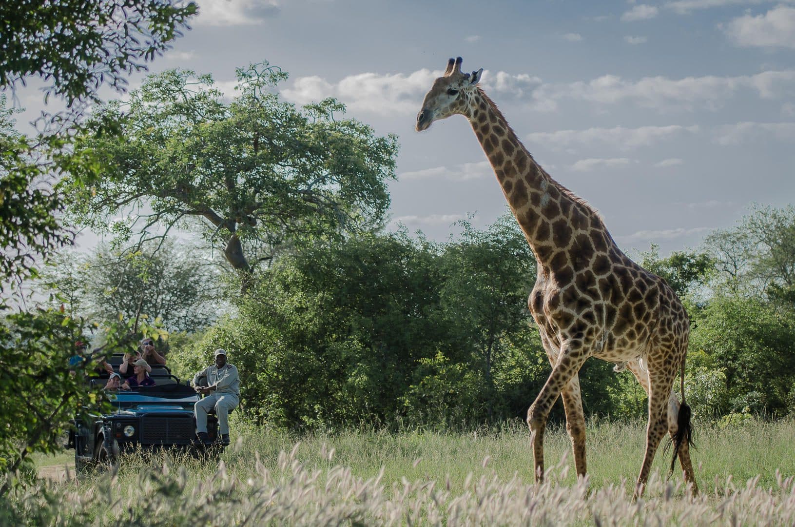 sabi sabi bush lodge sabi sands bookings 59