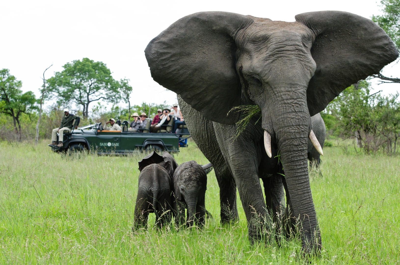 sabi sabi little bush camp sabi sands lodges reservations 26