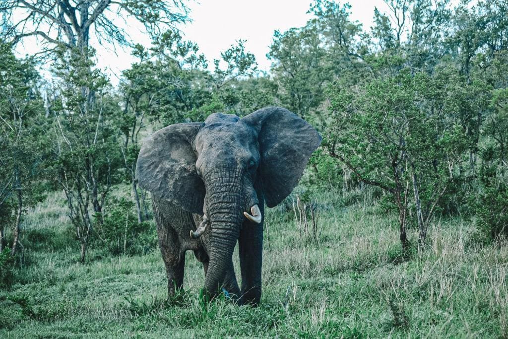 sabie river bush lodge kruger national park 35