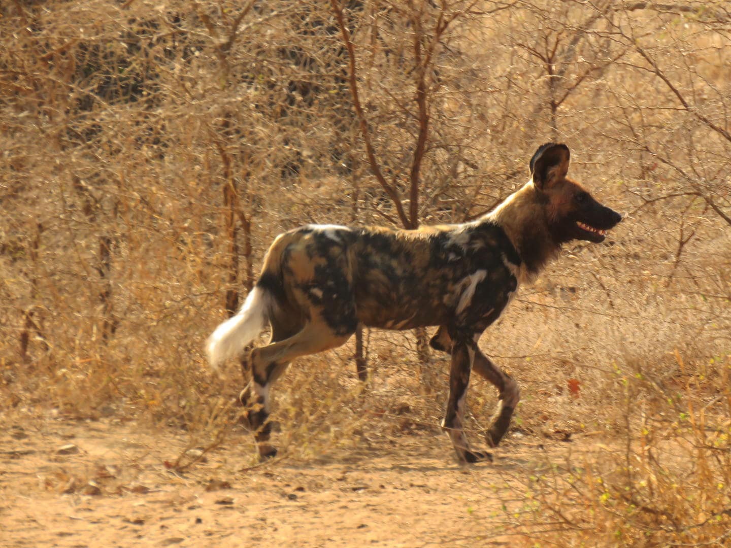 shiduli karongwe safari lodge images 112