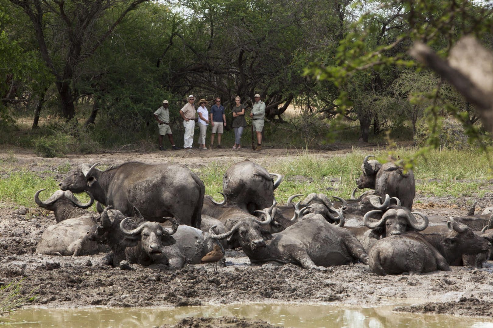 Kapama Buffalo Camp 2