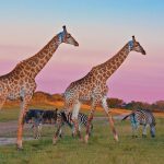 Kapama River Lodge Kruger Private Reserves Kapama Private Game Reserve 41