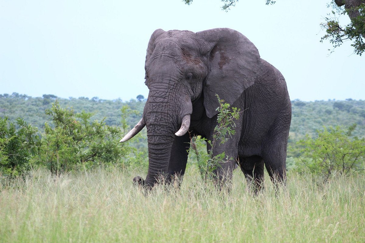 Tented adventures pretoriuskop kruger national park kruger camping safari 32