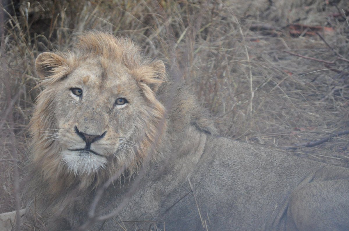 Tented adventures pretoriuskop kruger national park kruger camping safari 37