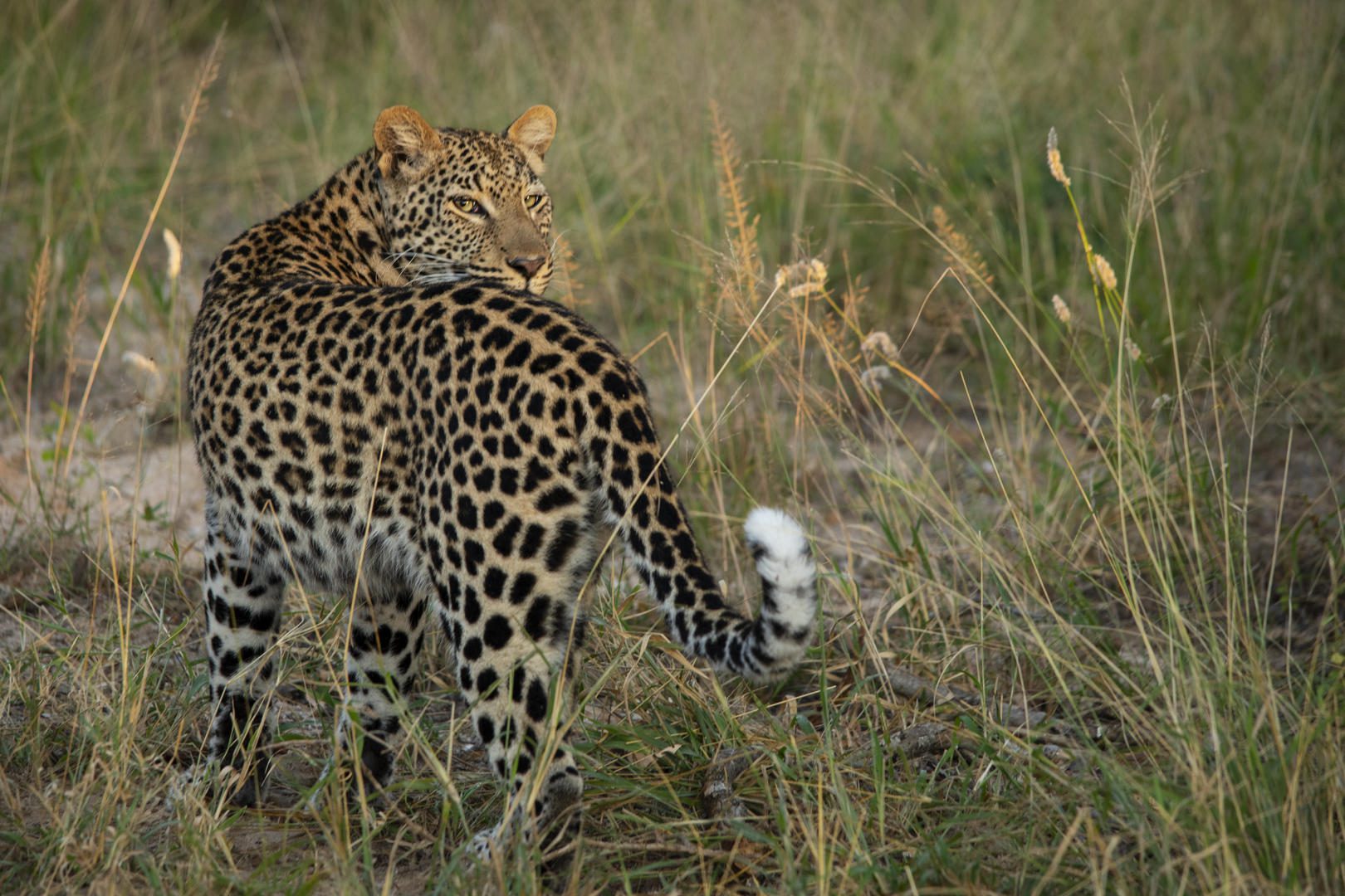 jabulani safari lodge camp kruger kapama images 107