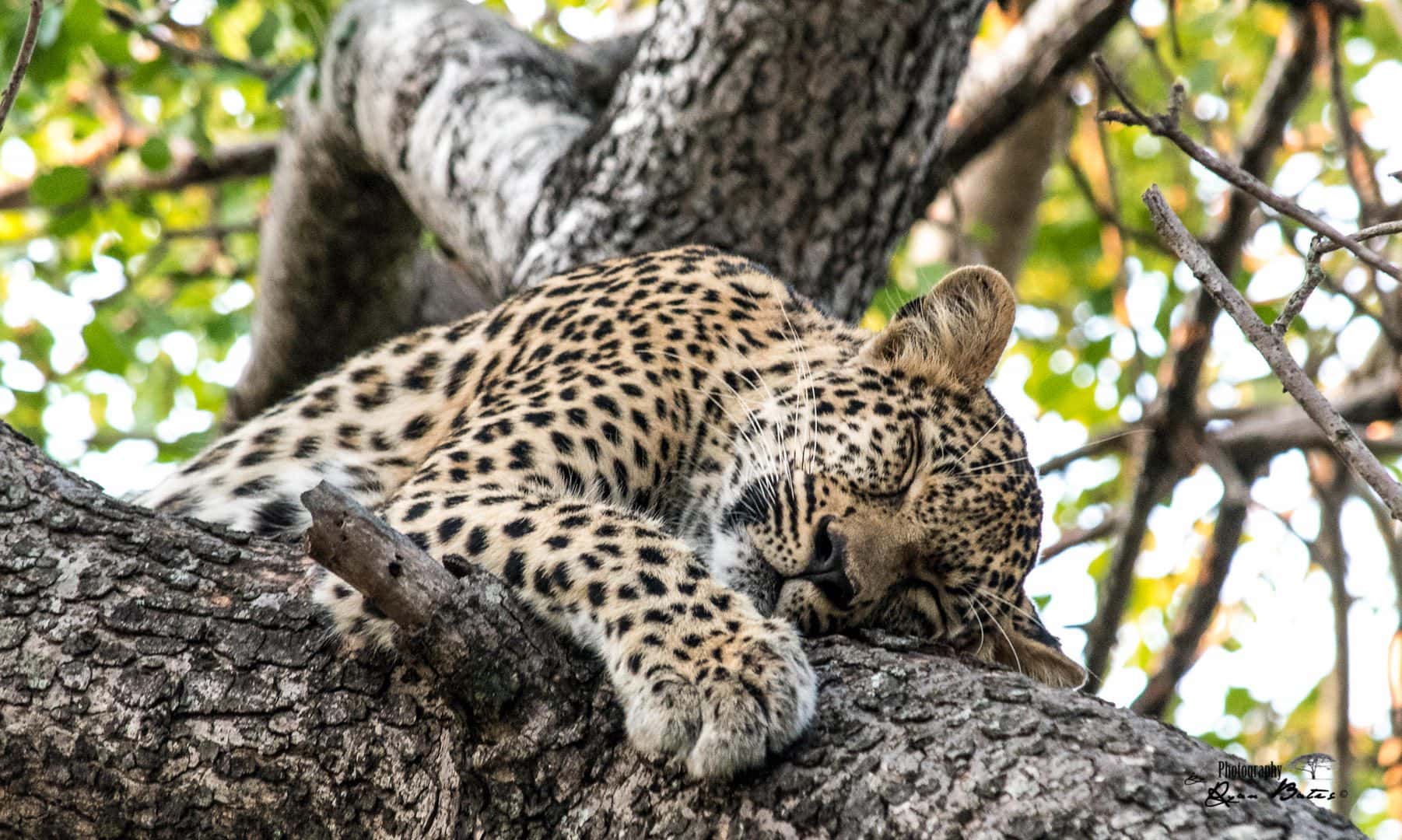 jabulani safari lodge camp kruger kapama images 108