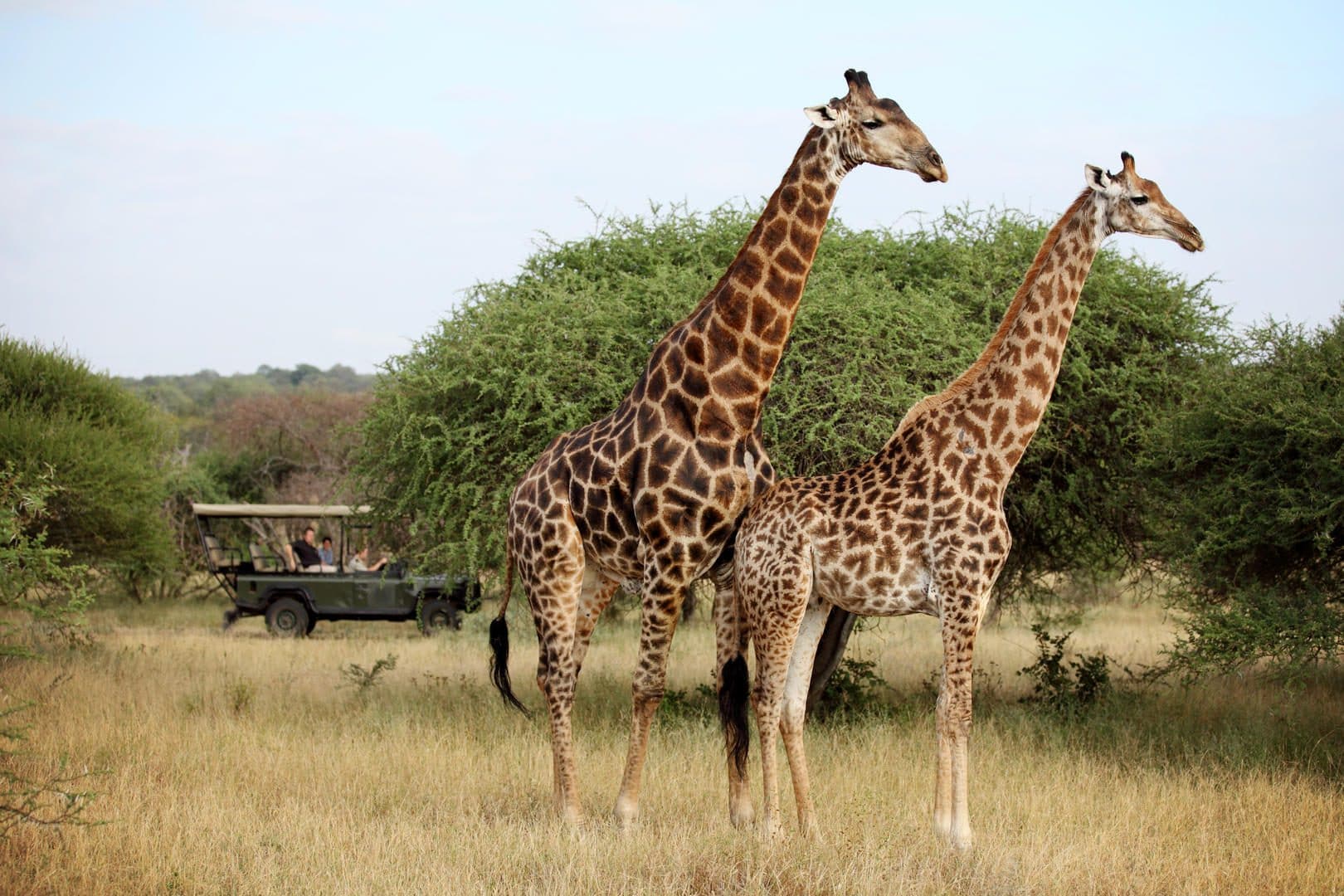 jabulani safari lodge camp kruger kapama images 34