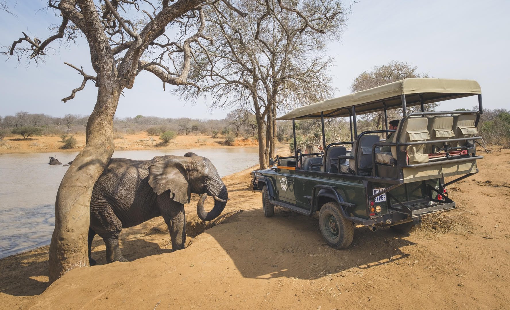 jabulani safari lodge camp kruger kapama images 39