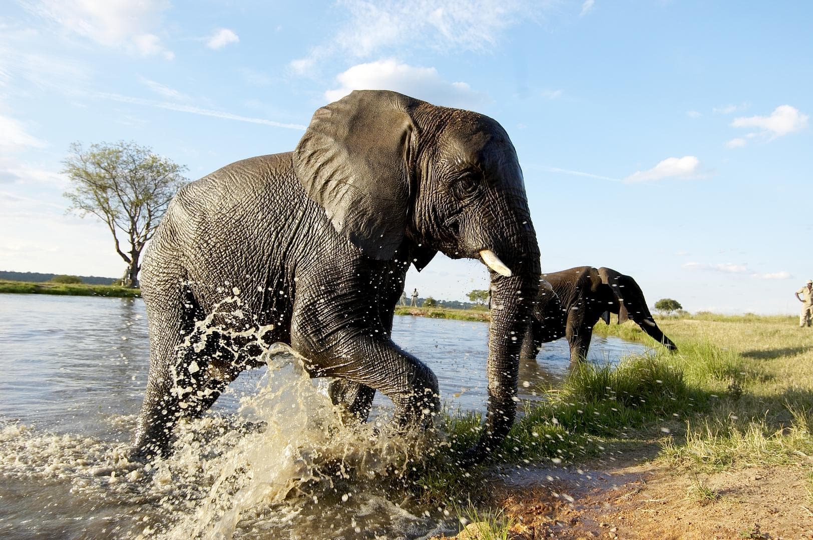 jabulani safari lodge camp kruger kapama images 48