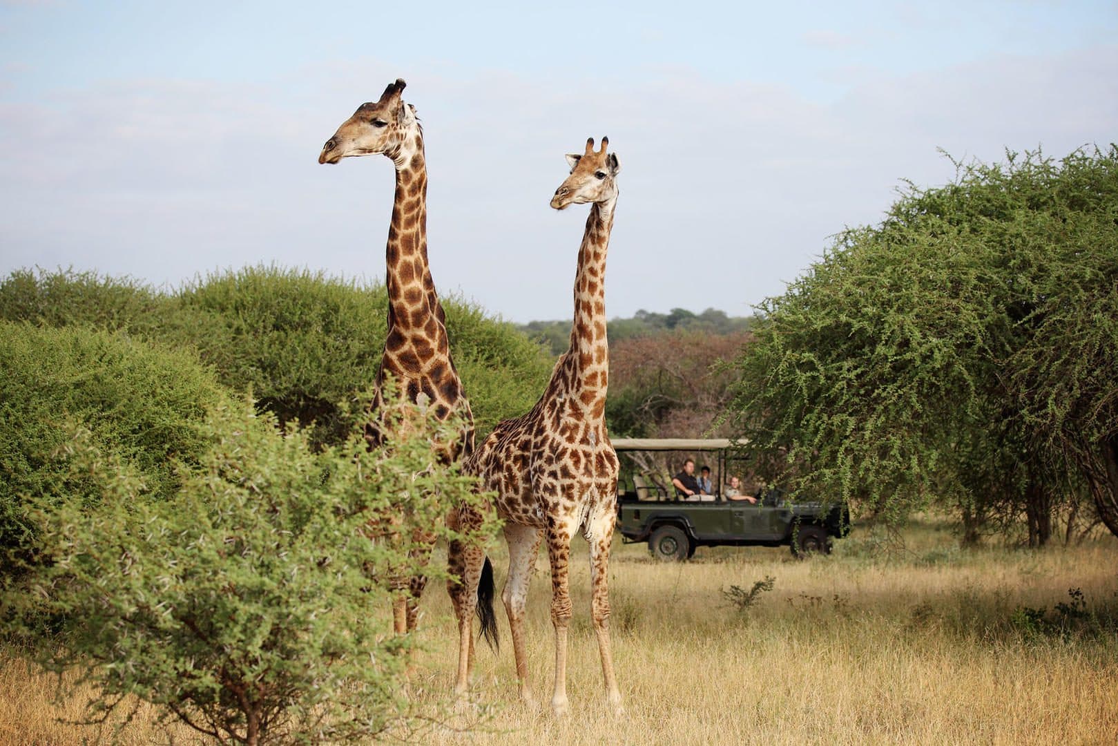 jabulani safari lodge camp kruger kapama images 89