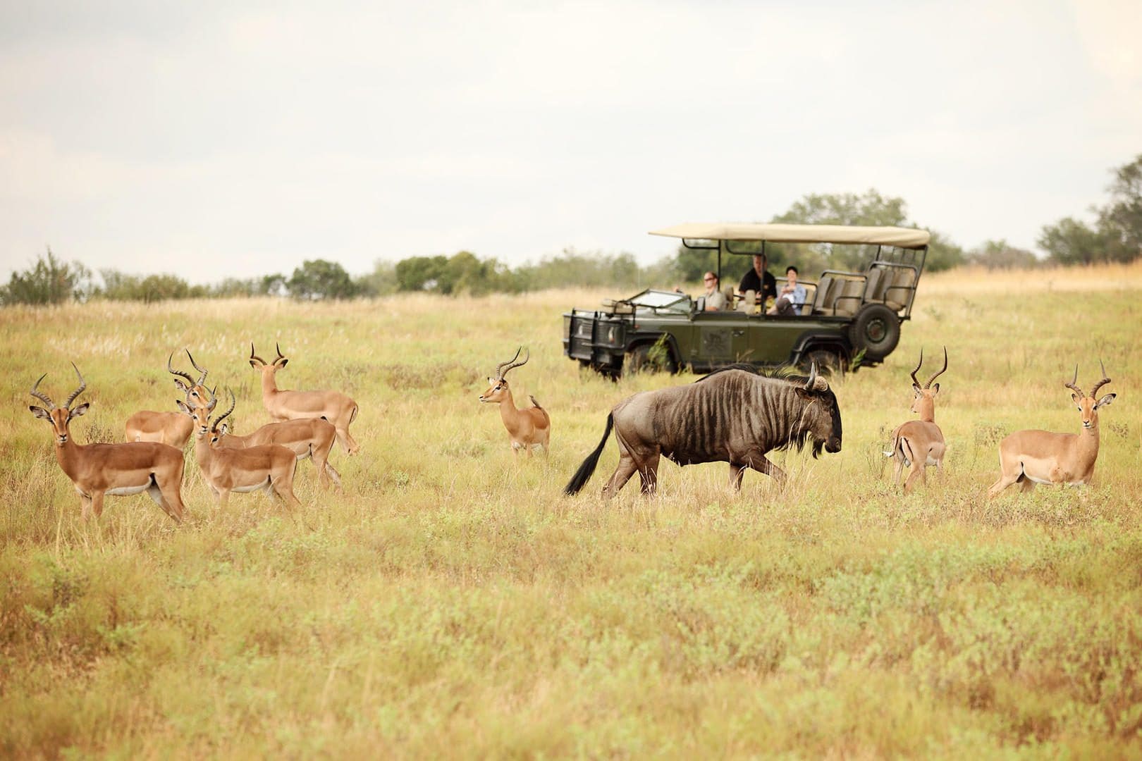 jabulani safari lodge camp kruger kapama images 90