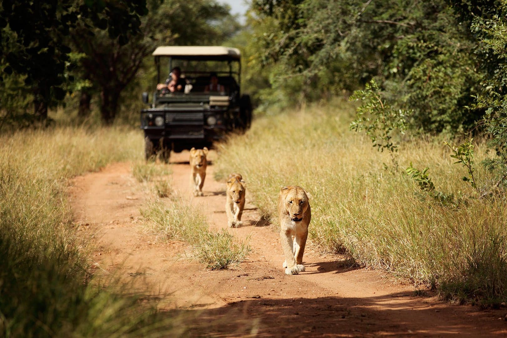 jabulani safari lodge camp kruger kapama images 91