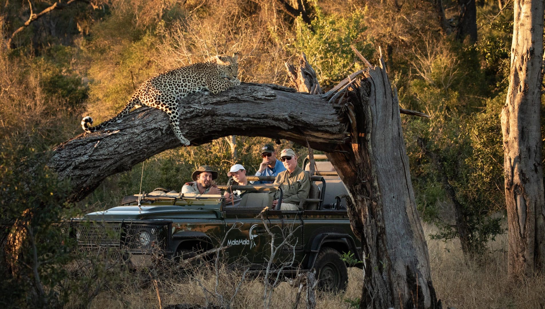 malamala camp images sabi sands lodges 16