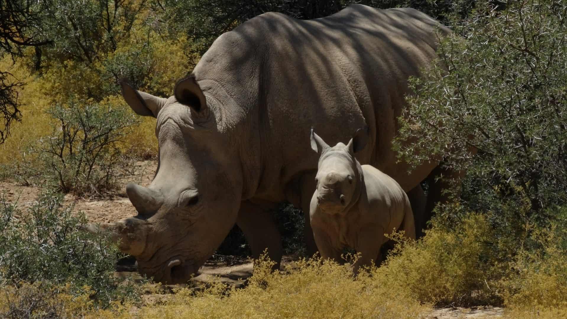 Rhino Kruger Park Game Drives