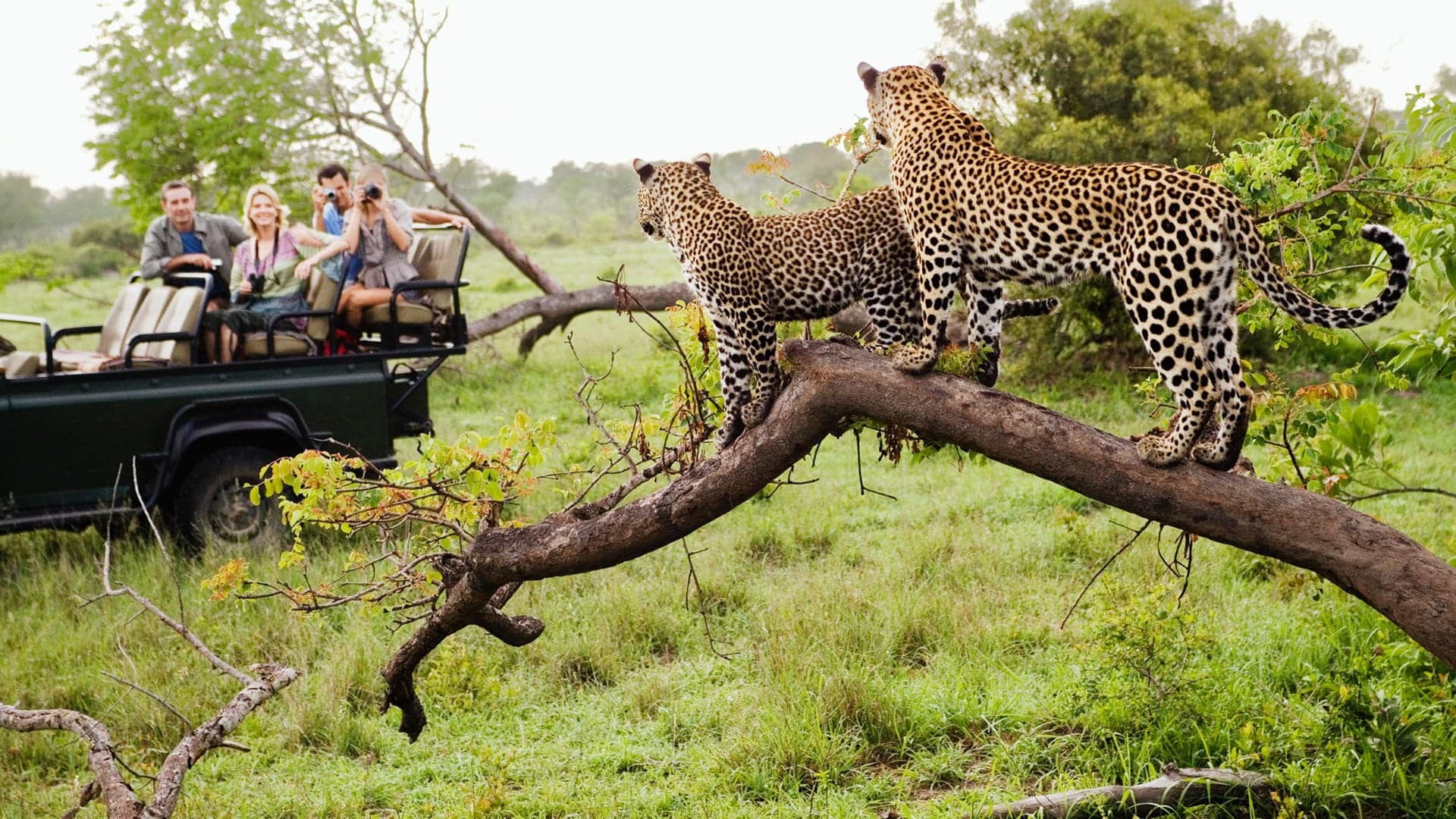 leopard safari south africa game drive