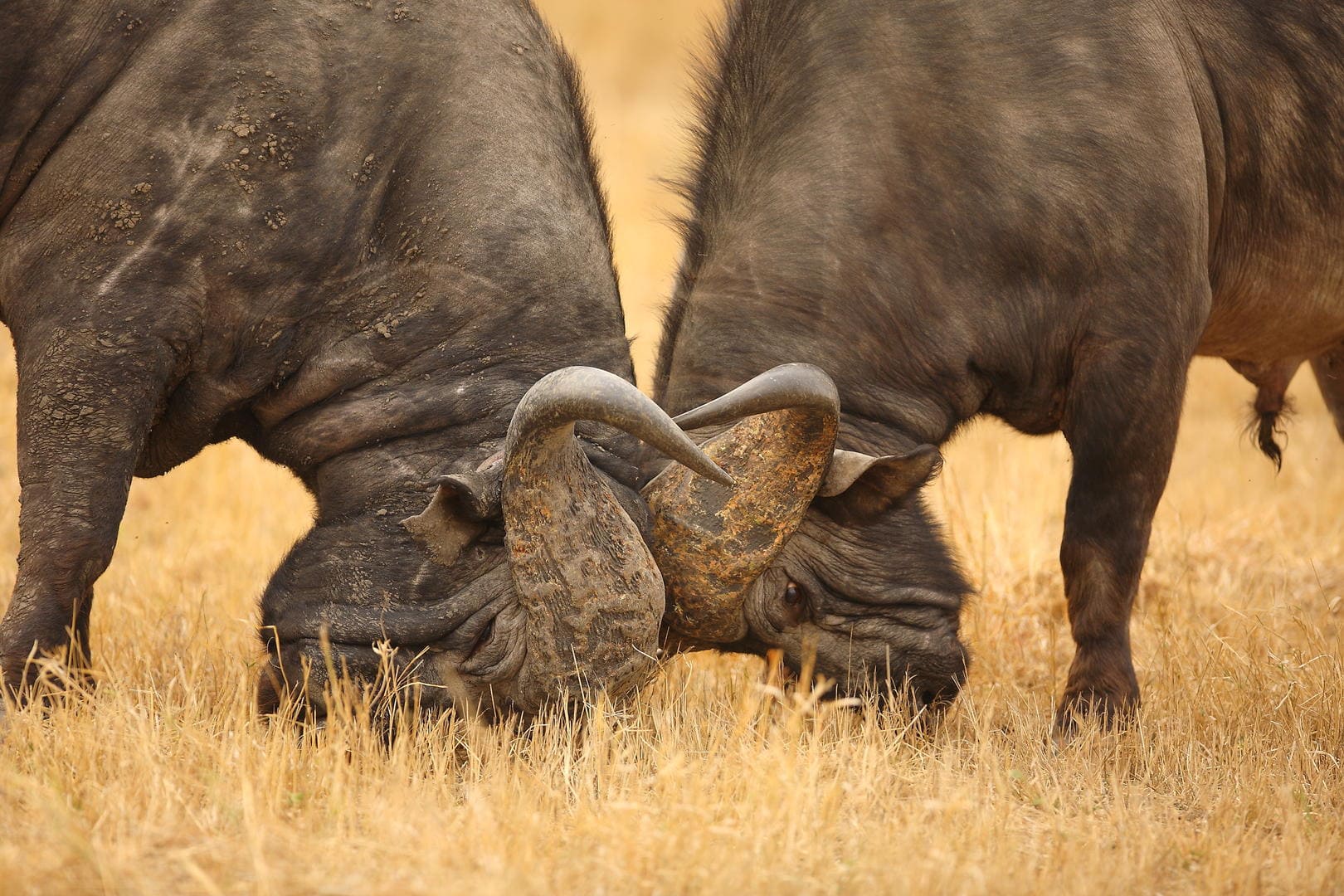 buffalo rudi hulshof