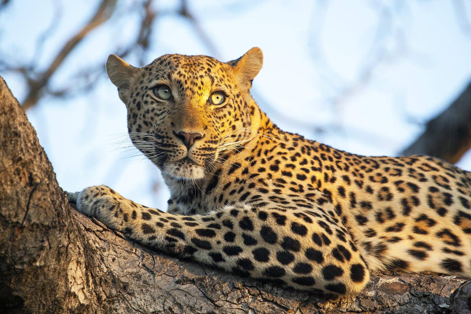 leopard andre fourie