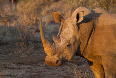 RHINO IN THAKADU