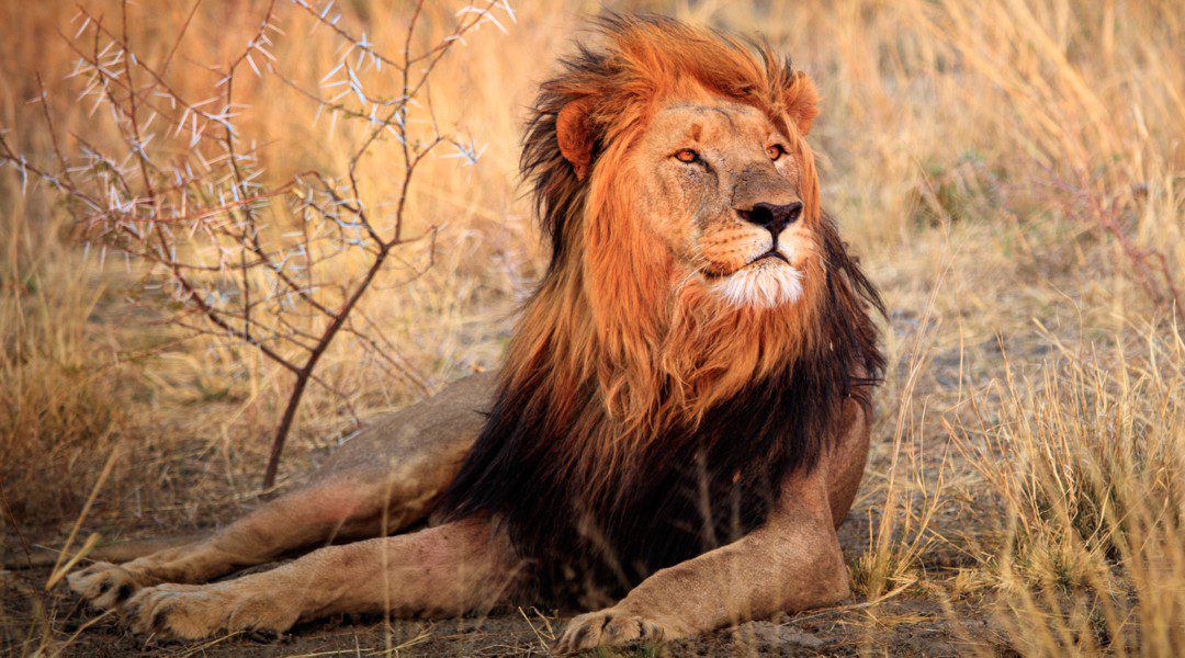 lion IN BUFFALO
