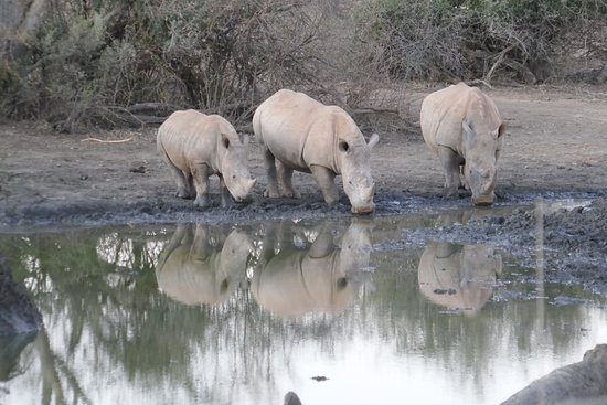 white rhino family rhulani
