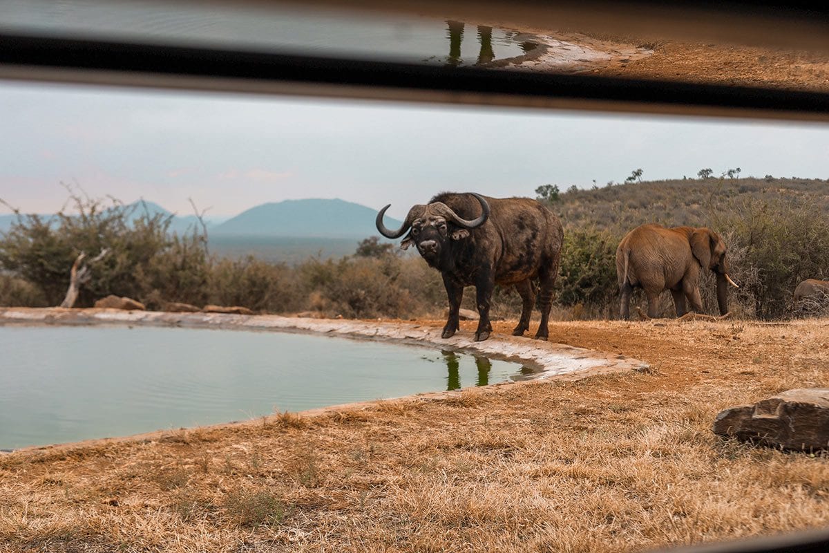 Photographic hide buffalo and elephant rock fig lodge madikwe