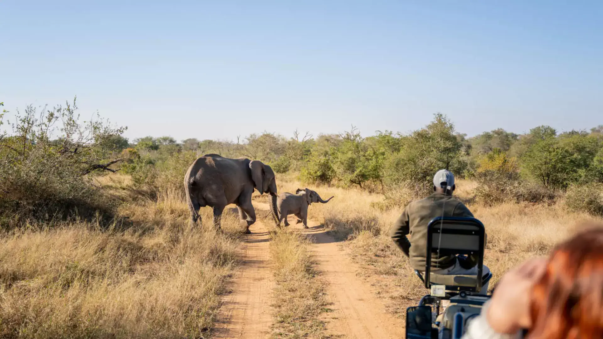 Walkers Plains Camp game vehicle and elephants