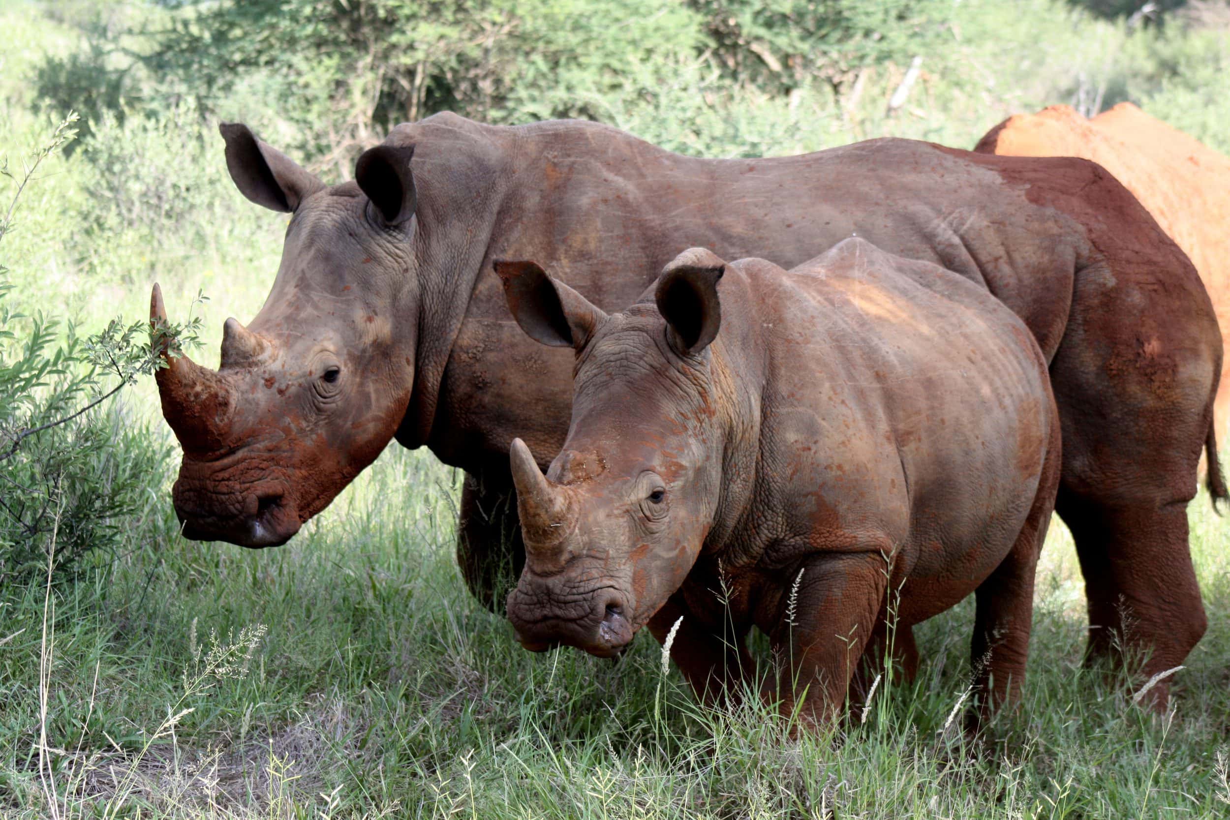 White+Rhino+and+Calf makanyane