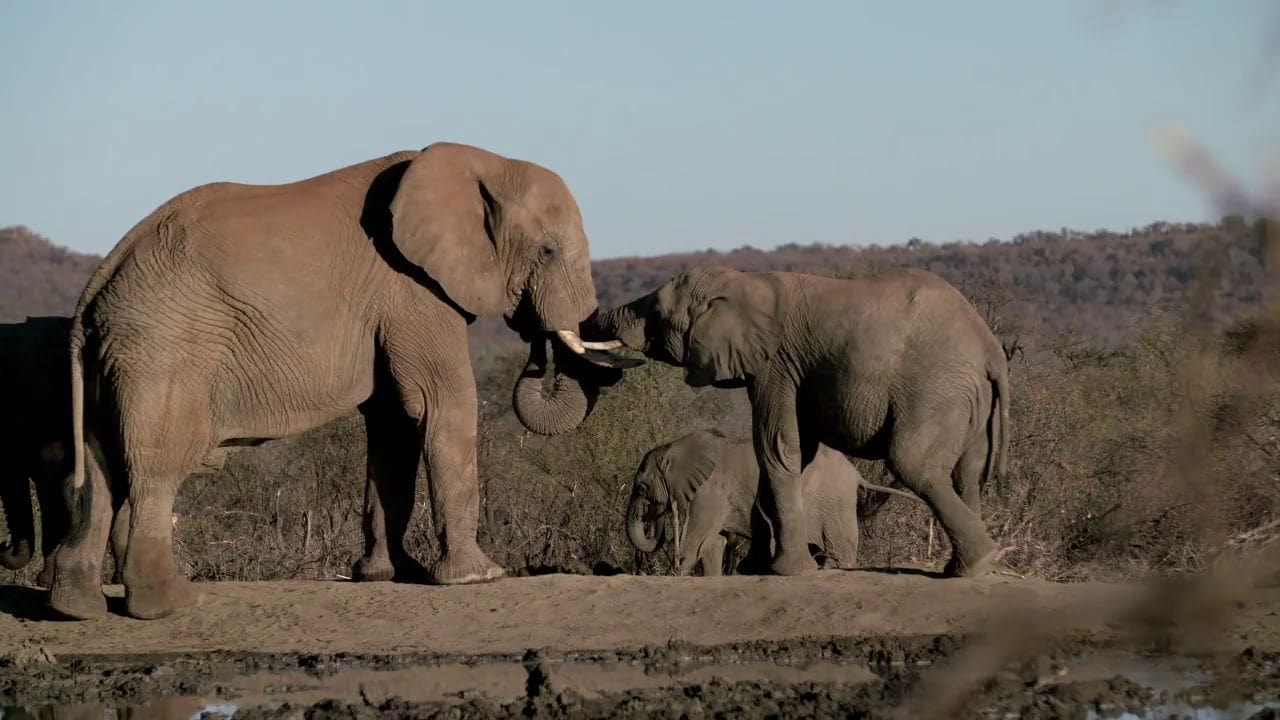 elephants in royal madikwe