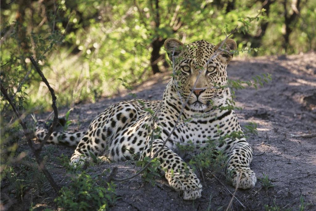 leopard in tuningi