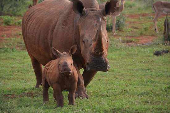 madikwe hills cute baby rhino