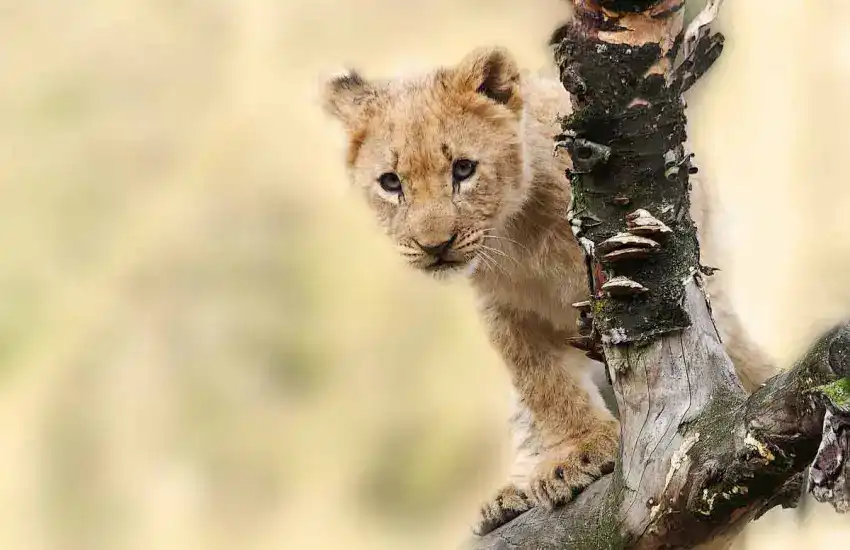madikwe safari lodge lion cub