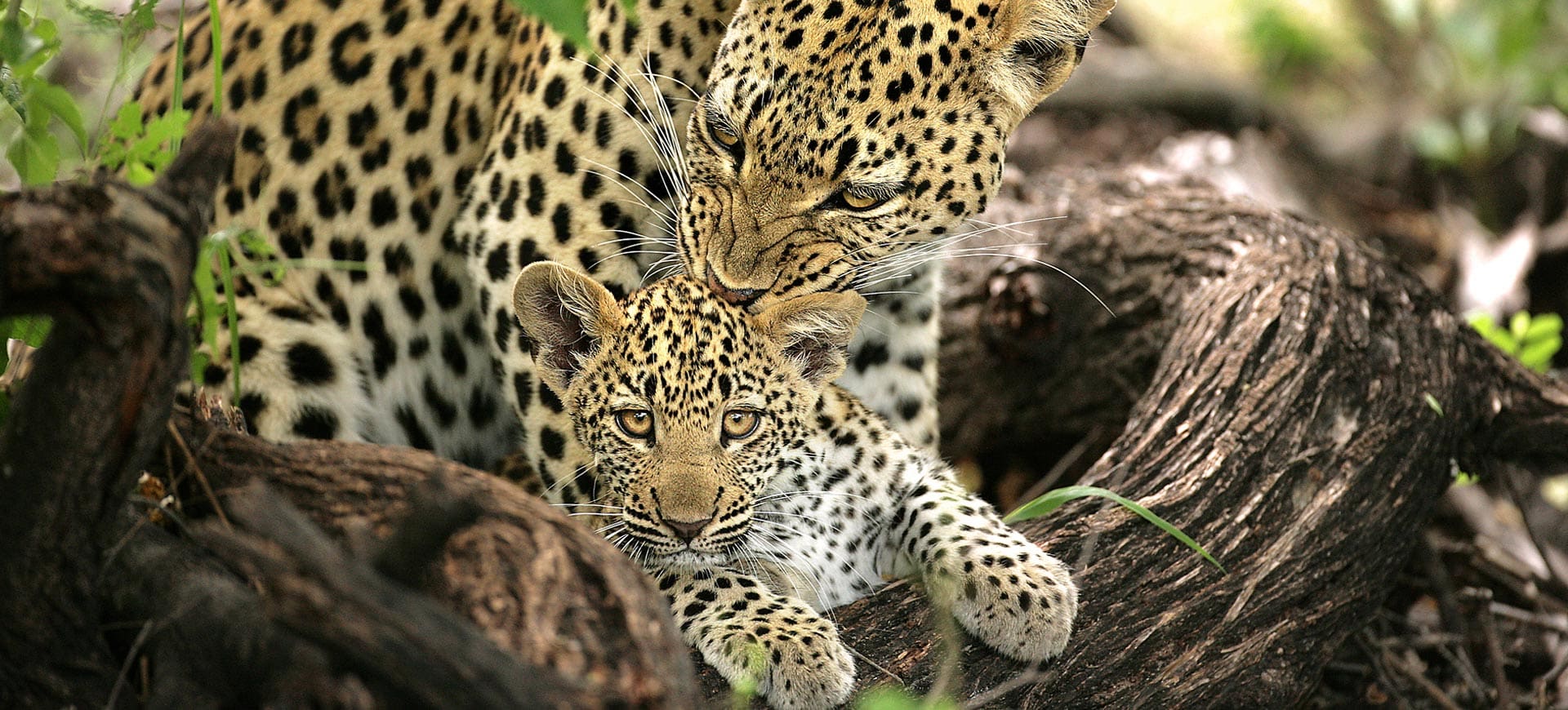 sabi sands lodges game drive sighting safari leopard wildlife kruger national park