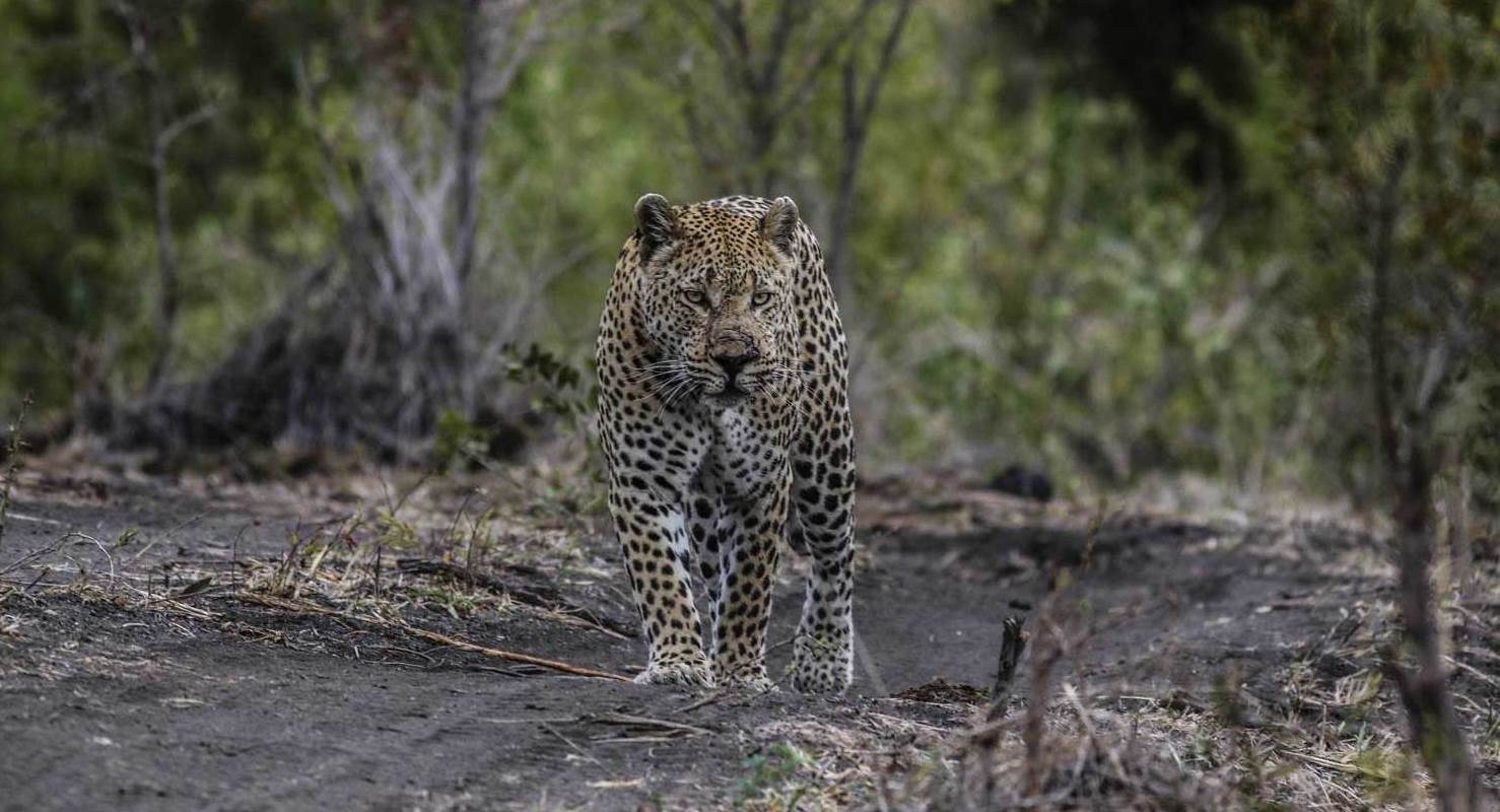sabi sands lodges leopard sabi sand resized