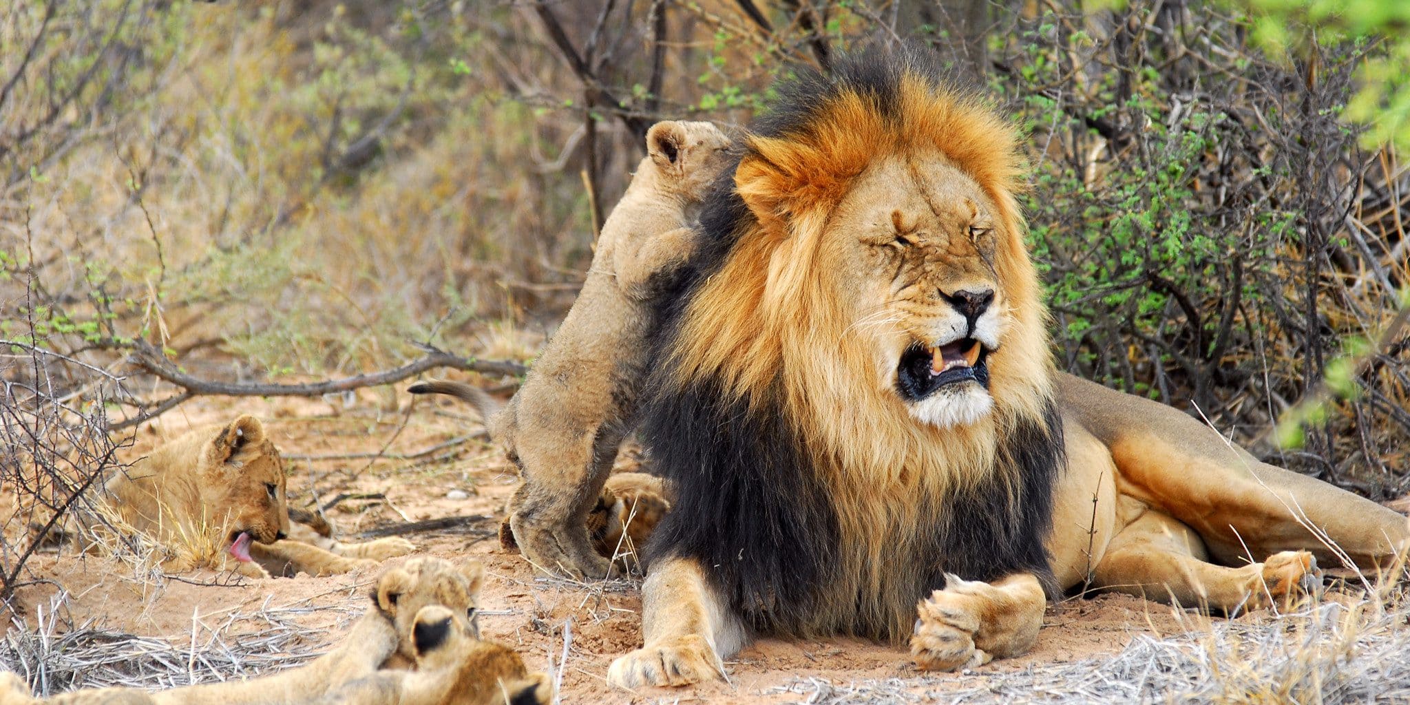 black maned male lion in tswalu