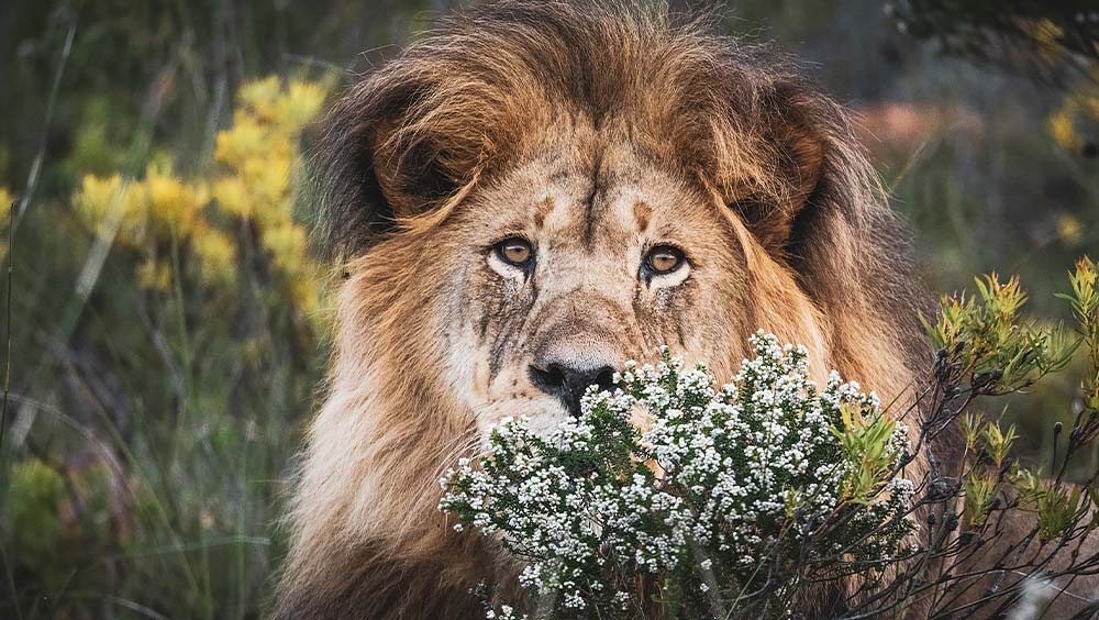 gondwana lion