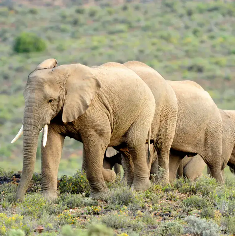 sanbona elephants safari