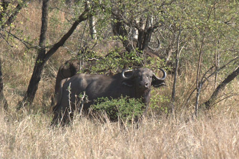 senalala safari lodge buffalo