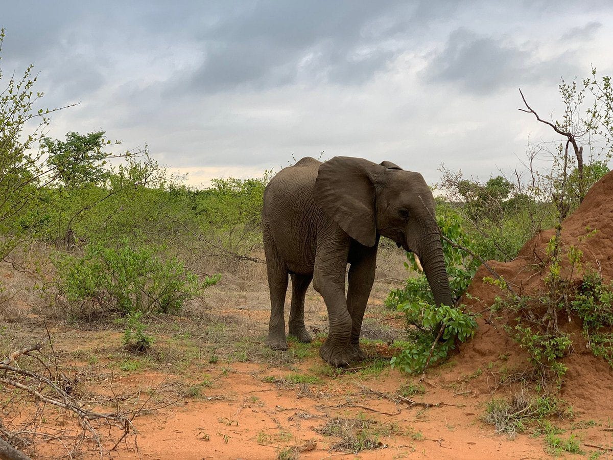 senalala safari lodge elephant