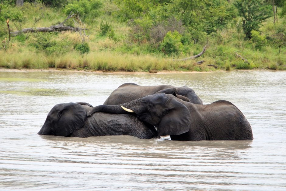 senalala safari lodge elephants in playing in the river