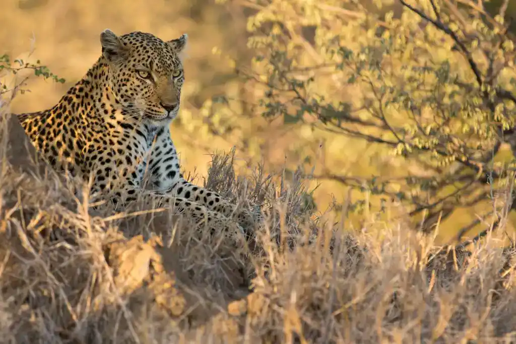 senalala safari lodge leopard