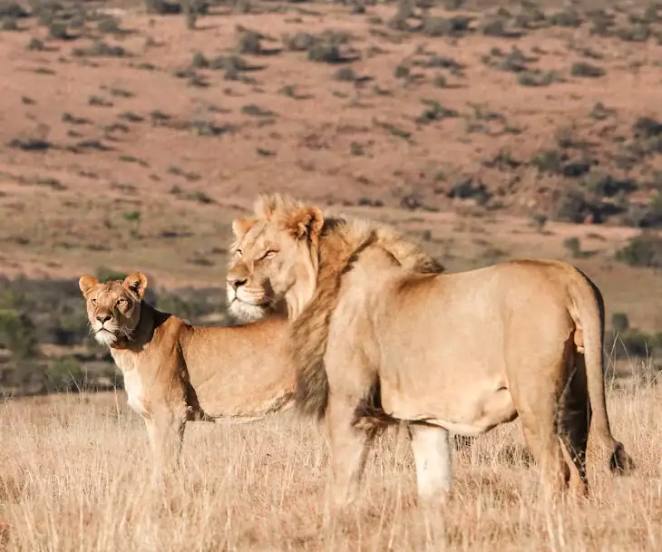 lions at samara karoo reserve sabi sands