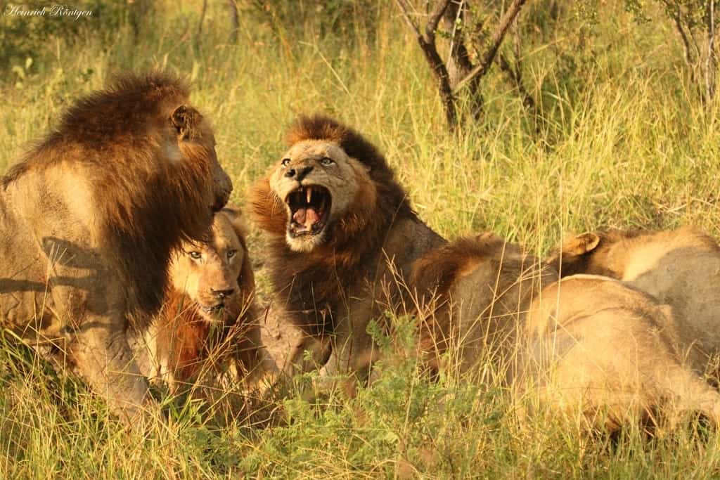 mapogo lions 3