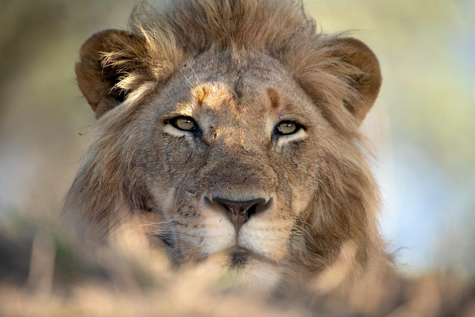 Singita Ebony Lodge 1