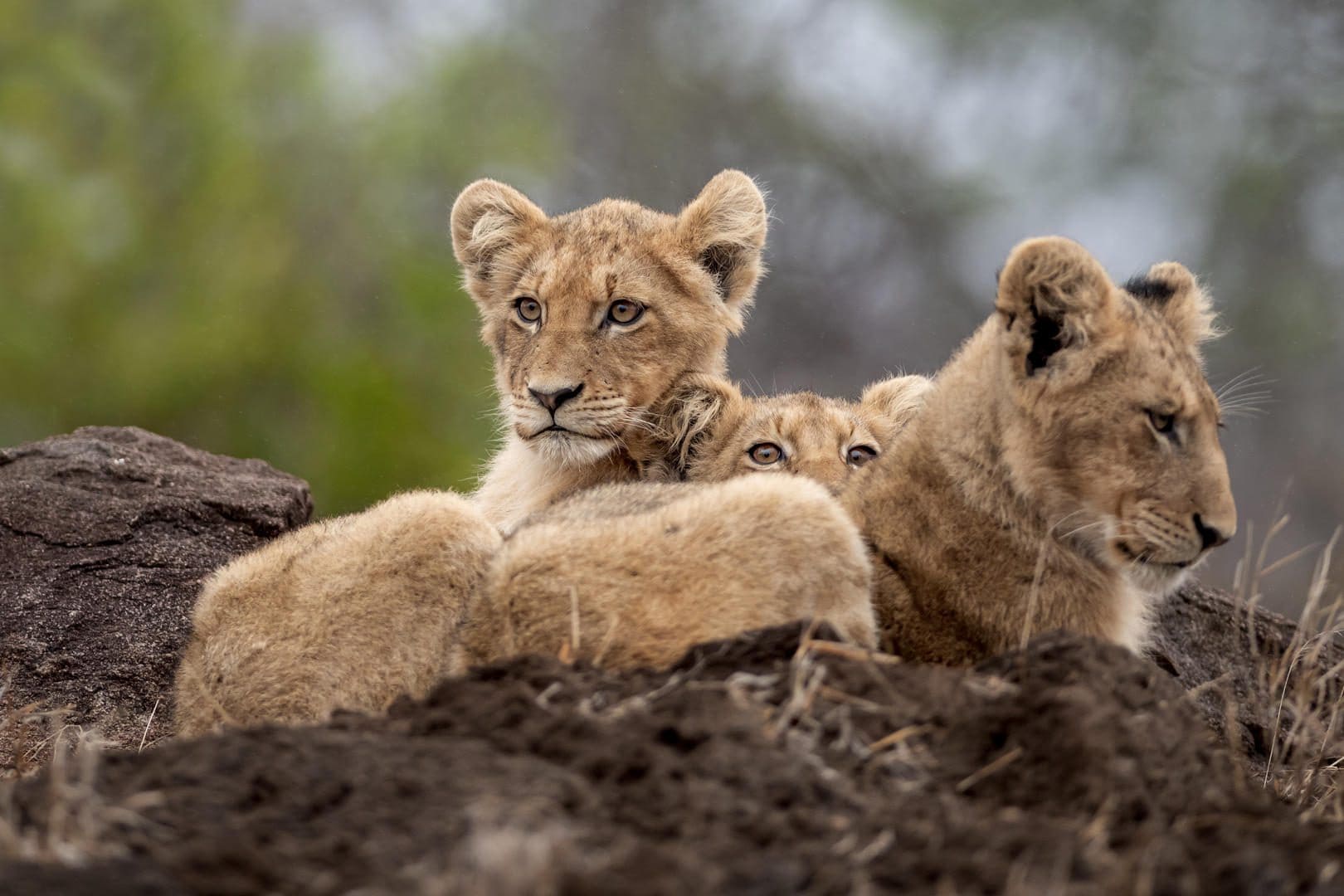 Singita Ebony Lodge 2
