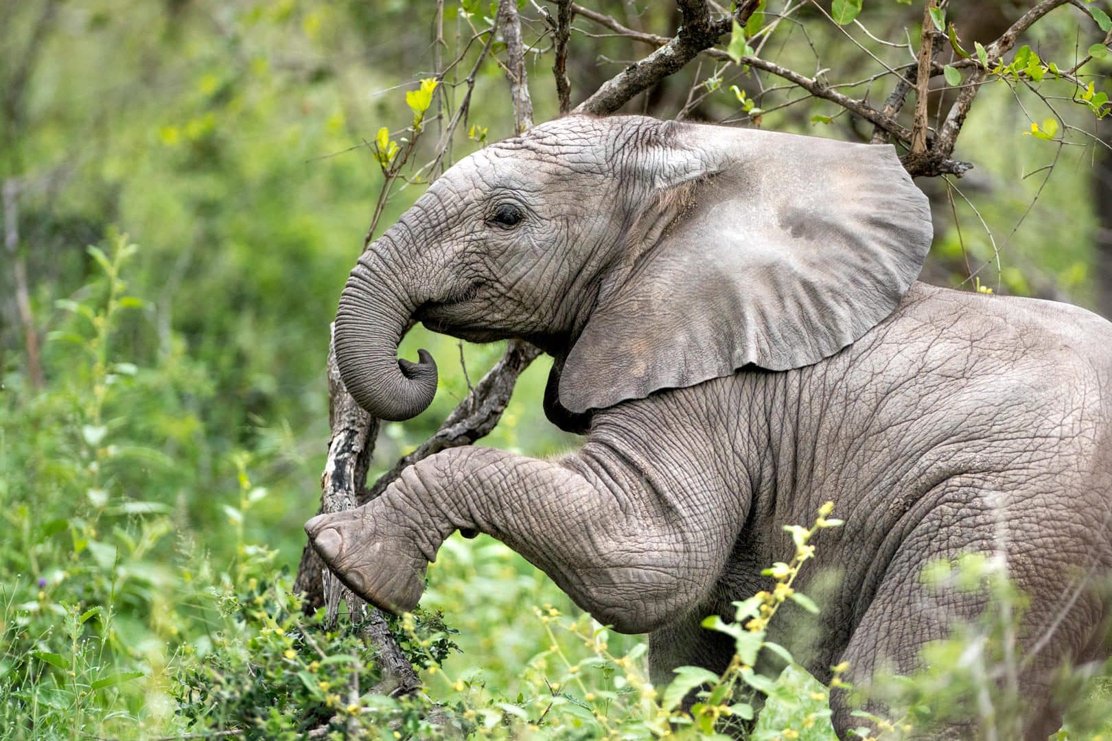 elephant singita sabi sand ross couper 233