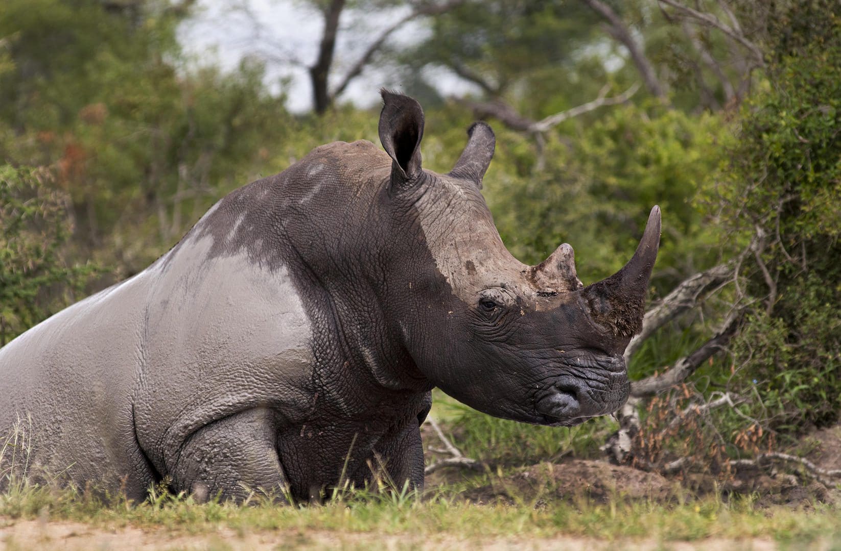 rhino wallow