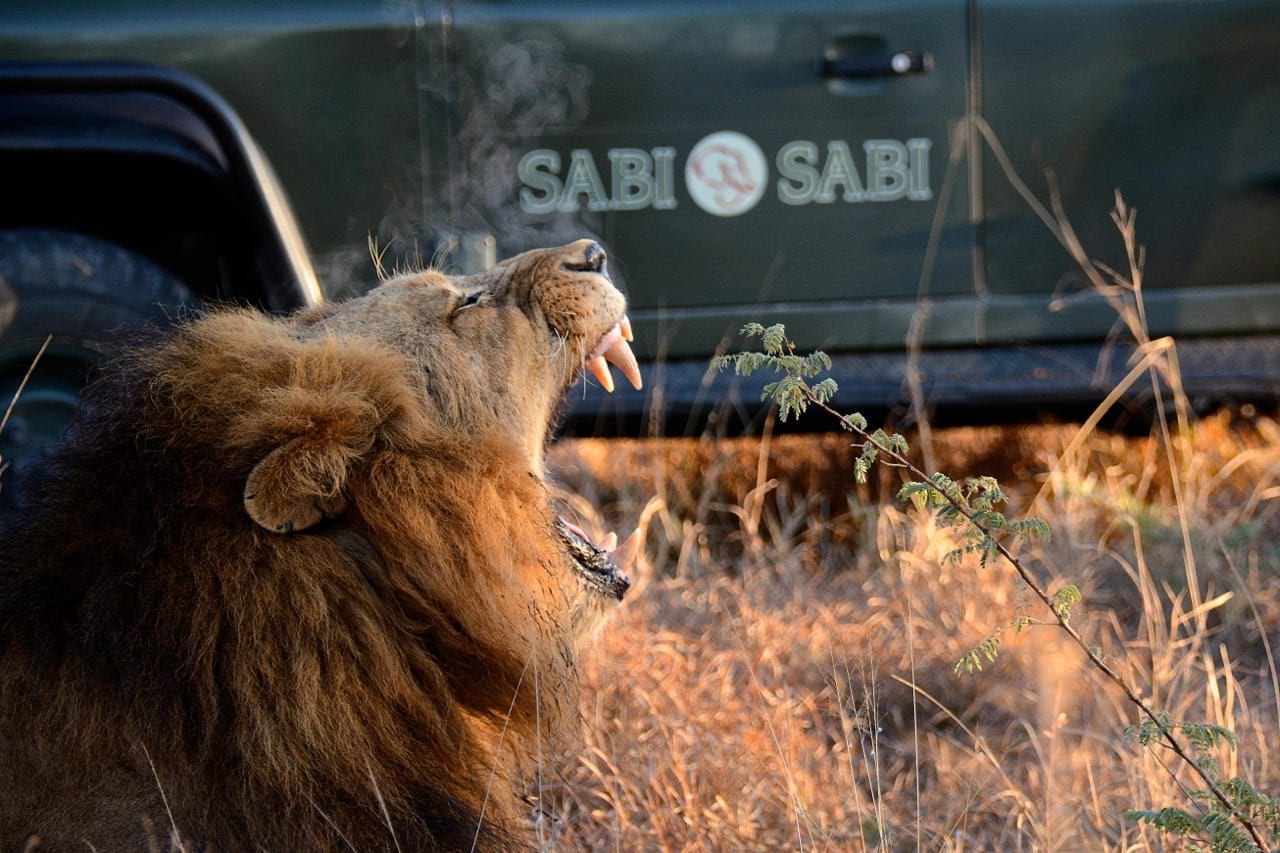 safari