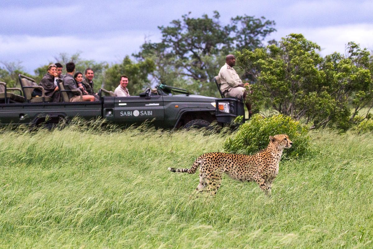safari
