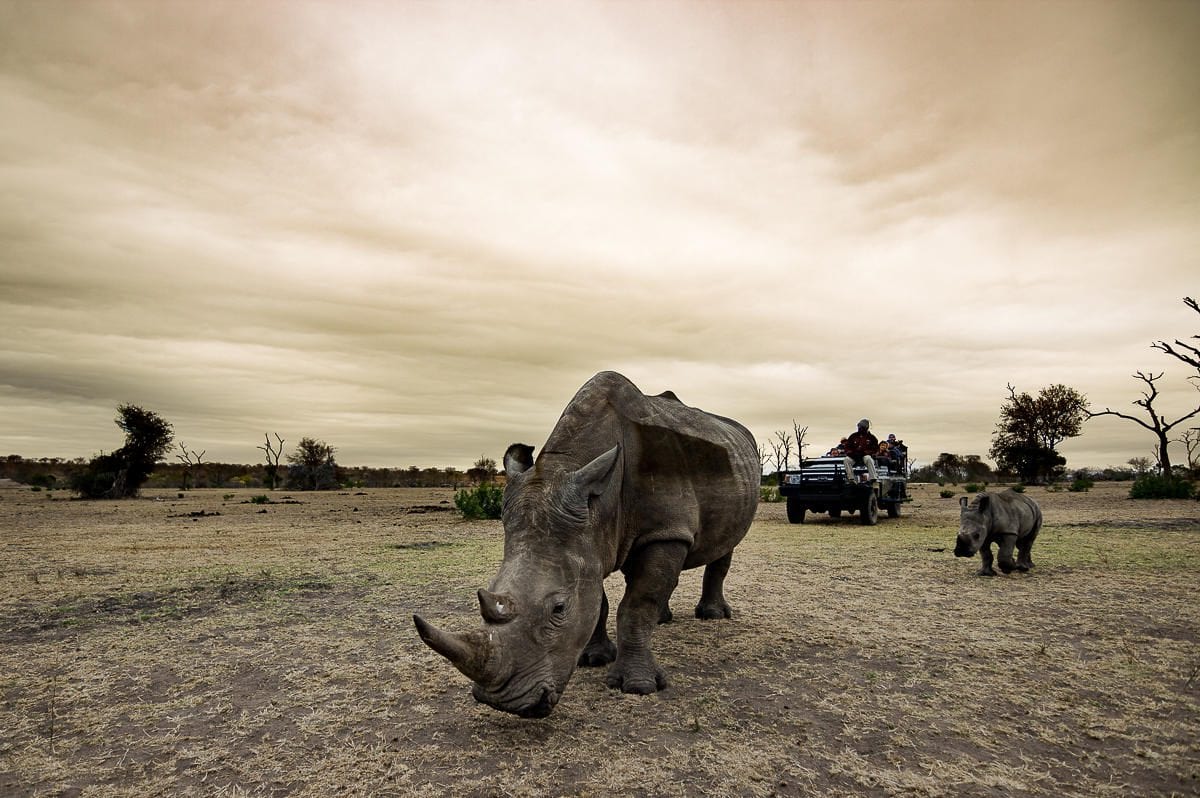 safari
