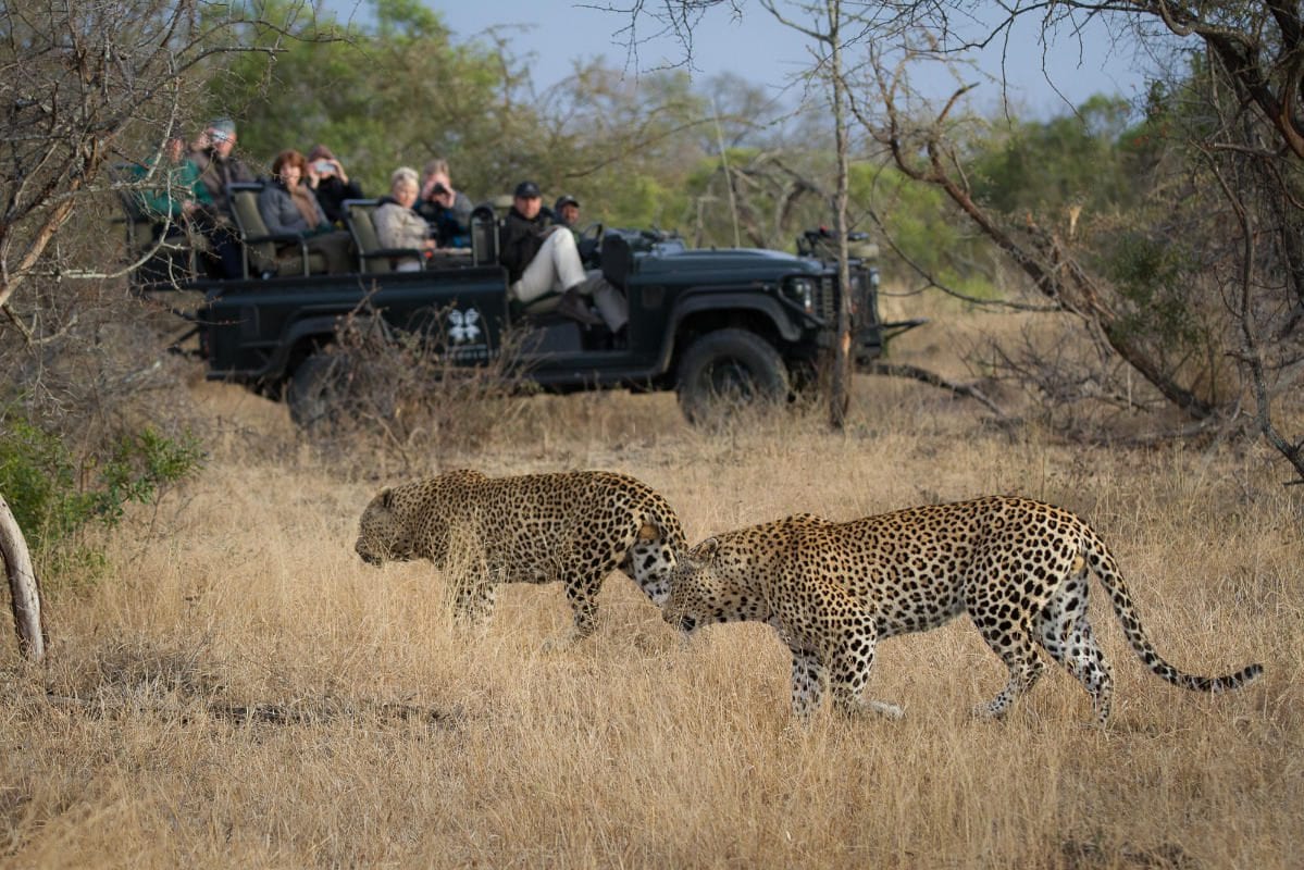 two leopard james tyrrell